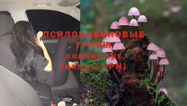 гидра Богданович